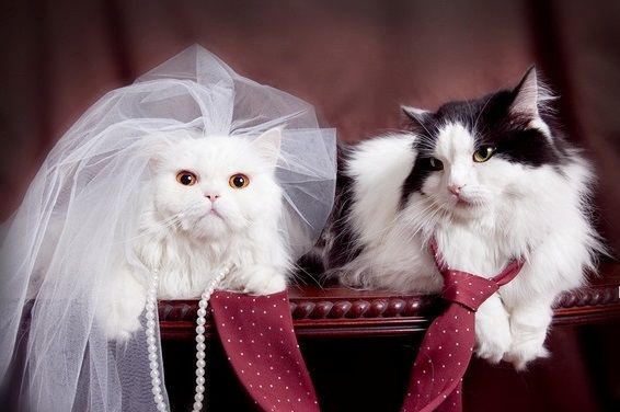 married chat married chat